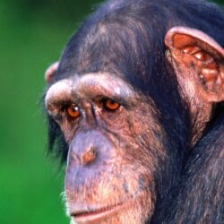 Sad monkey chimpanzee wallpapers and image