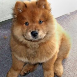 Wallpapers for Chow Chow › Resolution px
