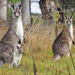 Kangaroo HD Wallpapers