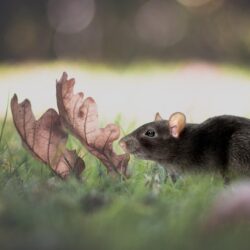 Rat Mouse HD Wallpapers 31780