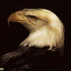 Animals For > 3d Eagle Wallpapers Desktop