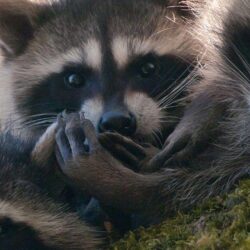 Cute Raccoons Wallpapers Desktop Backgrounds