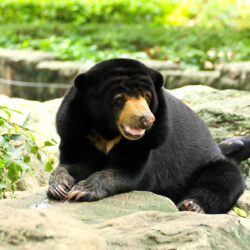 Image Bears Malayan sun bears Glance Animals