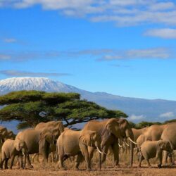 Elephants Herd Tree Mount Kilimanjaro, Kenya Beautiful Wallpapers