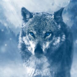 Download Wolf Winter HD Wallpapers