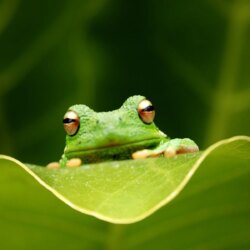 Green Frog HD Wallpapers