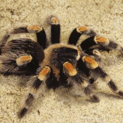 Download Wallpapers Spider, Tarantula, Sand HD Backgrounds