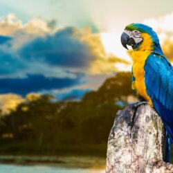 Macaw Parrot HD Wallpapers