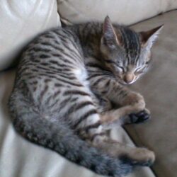 50 Cute Bengal Cat Kittens for Sale