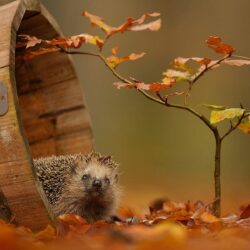 106 Hedgehog HD Wallpapers