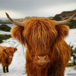Free download Highland Cattle Picture Animal Wallpapers