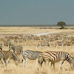 Zebras Etosha Park Namibia wallpapers