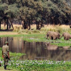 The Walking Safari Experience Along The Zambezi River