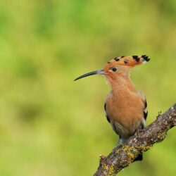 hoopoe birds wallpapers High Quality Wallpapers