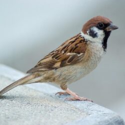 Sparrow Image, Sparrow Eurasian Tree Wallpaper,