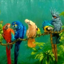 Parrot Wallpapers 5