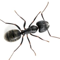 Carpenter ants can damage wood in your home
