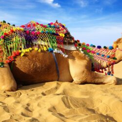 Download Camel, Desert, Lying Down, Sand Wallpapers