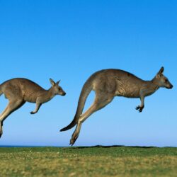 Animal Kangaroo HD Wallpapers