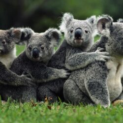 nature, Koalas, Animals Wallpapers HD / Desktop and Mobile
