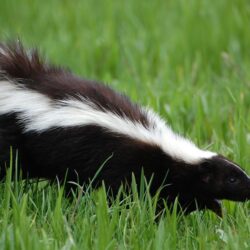 skunk 4k ultra hd wallpapers