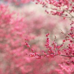 cherry blossom widescreen hd wallpapers