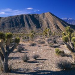 Joshua Tree National Park Wallpapers