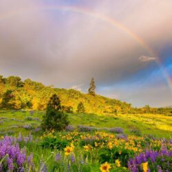 grass, meadows, flowers, clouds, springtime, rainbow, hills