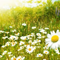 nature, flowers, meadows, daisy :: Wallpapers