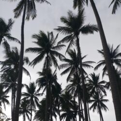 1000+ Amazing Palm Tree Photos