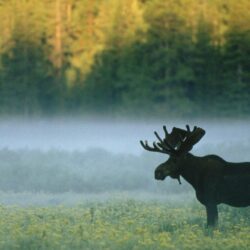 Mist wyoming standing yellowstone national park moose wallpapers