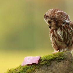 Wallpapers For > Cute Baby Owl Wallpapers