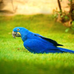 Macaw Bird Blue Parrot Birds