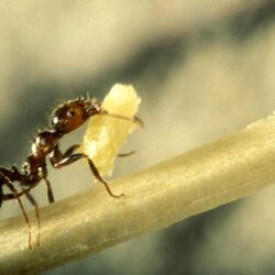 Fire Ant Wallpapers