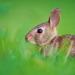 Baby Hare Ultra HD Desktop Backgrounds Wallpapers for 4K UHD