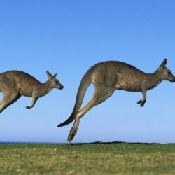 Kangaroo HD Wallpapers
