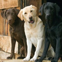 Labrador Retriever Wallpapers