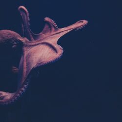 100+ Octopus Pictures [HD]