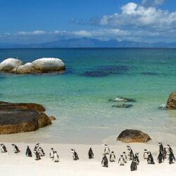 Penguins South Africa Wallpapers