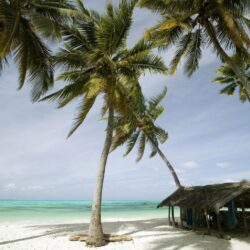 Tanzania, island Zanzibar, coast, island, landscapes, nature, palm
