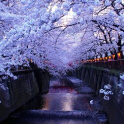 Cherry Blossom In Tokyo HD Wallpapers