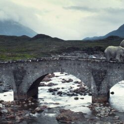 Animals bridges elephants rivers Isle of Skye baby elephant baby
