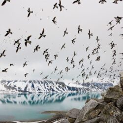 Svalbard Tag wallpapers: Svalbard Dovekies Grey Wallpapers Birds