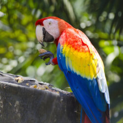 Scarlet Macaw Parrot Ultra Hd Wallpapers : Wallpapers13