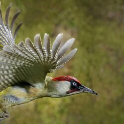 Quality Woodpecker Picture on Animal Picture Society