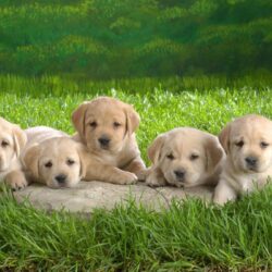 Collection of Cute Puppies Wallpapers Hd on HDWallpapers