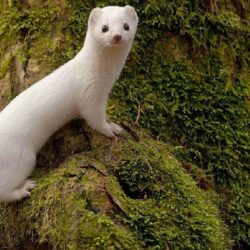 Weasel Wallpapers Widescreen Image Photos Pictures