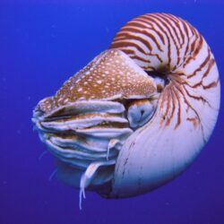File:Nautilus Palau