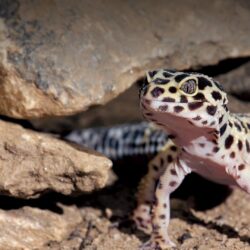 Leopard Gecko