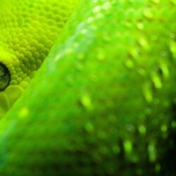 Green Snake Wallpapers